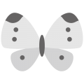 モンシロチョウ（紋白蝶）