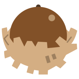 どんぐり（クヌギ）
